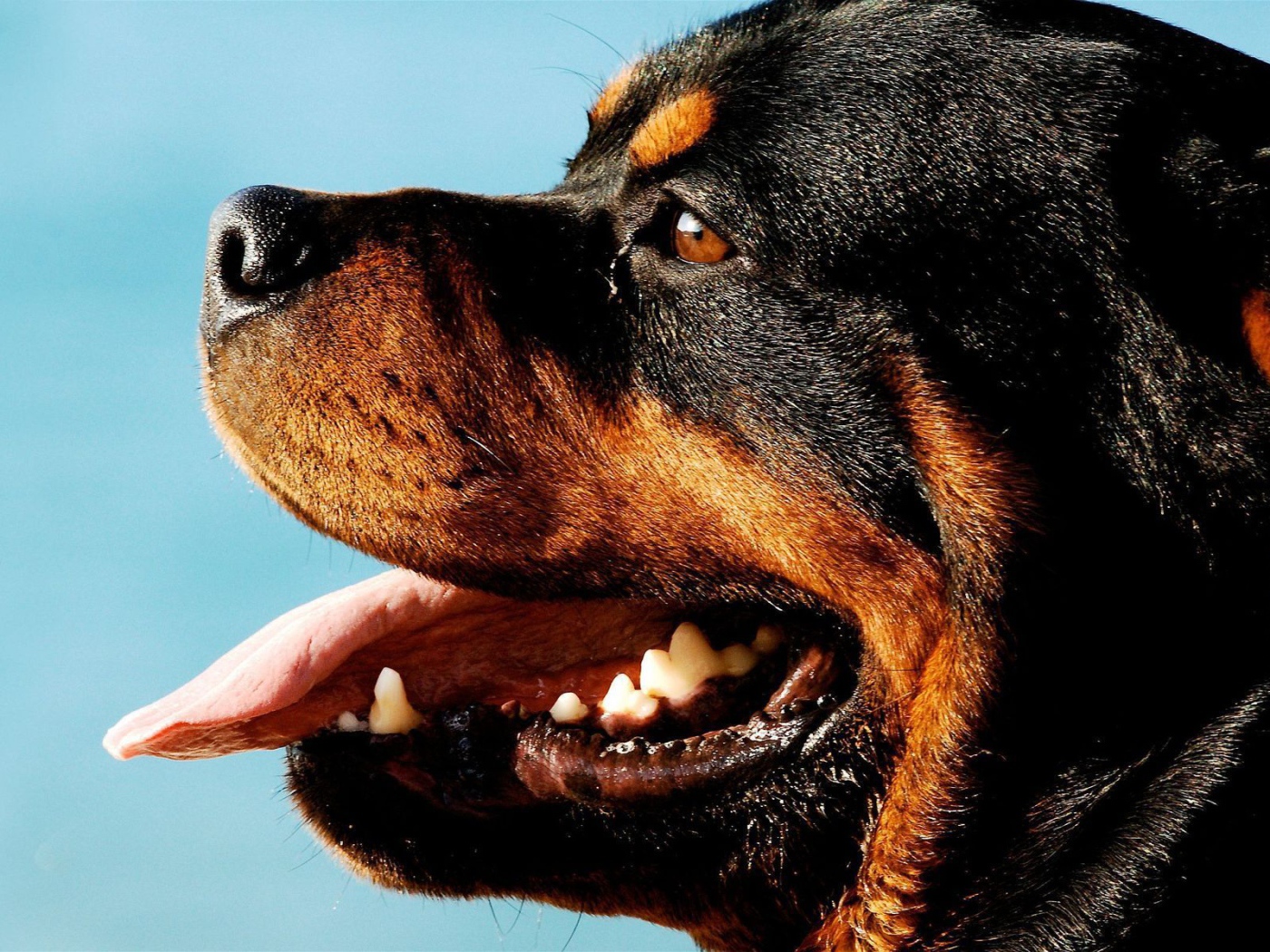 Ротвейлер на фоне неба