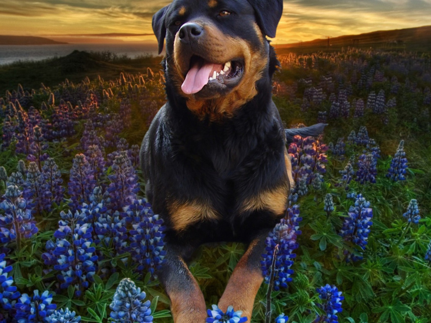 Ротвейлер в цветах