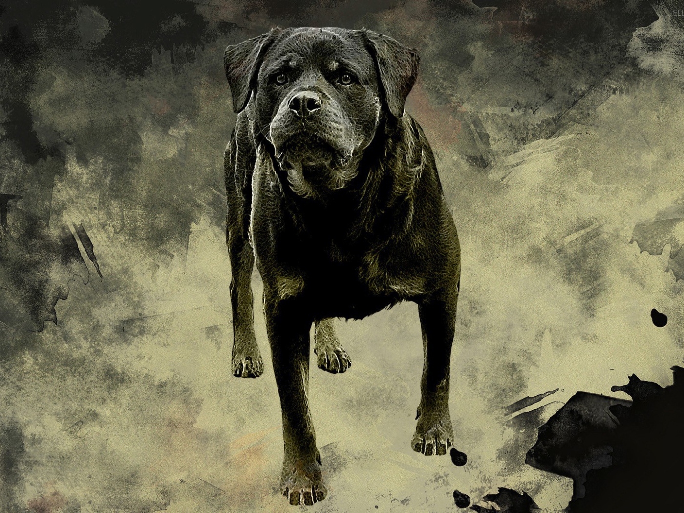 Ротвейлер на сером фоне