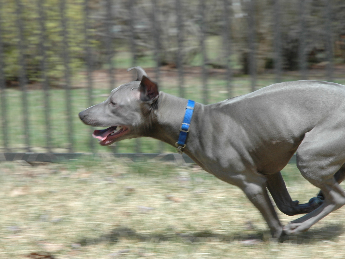 Бег тайского риджбека