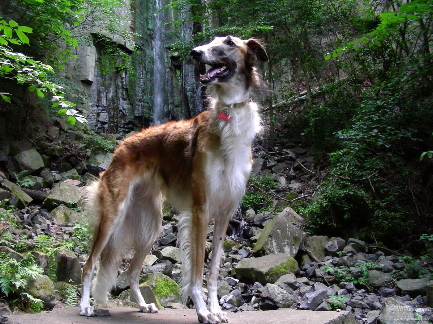 Русская борзая в лесу