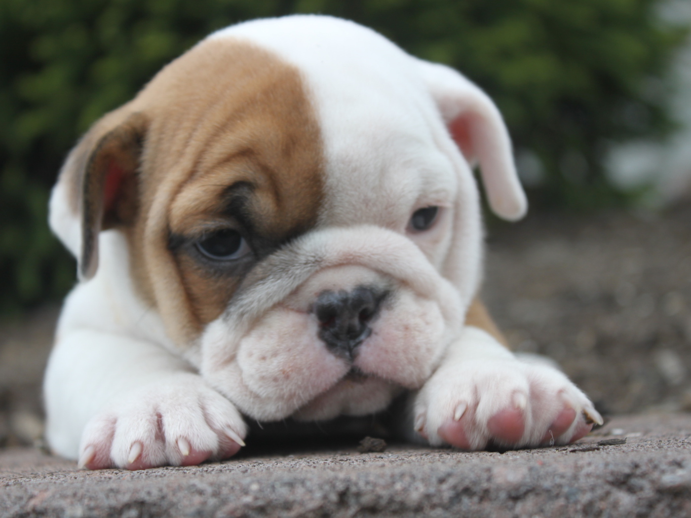 Грустный щенок английского бульдога