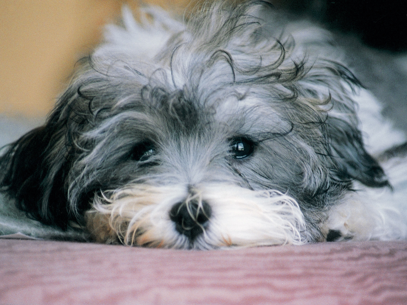 Грустная русская болонка