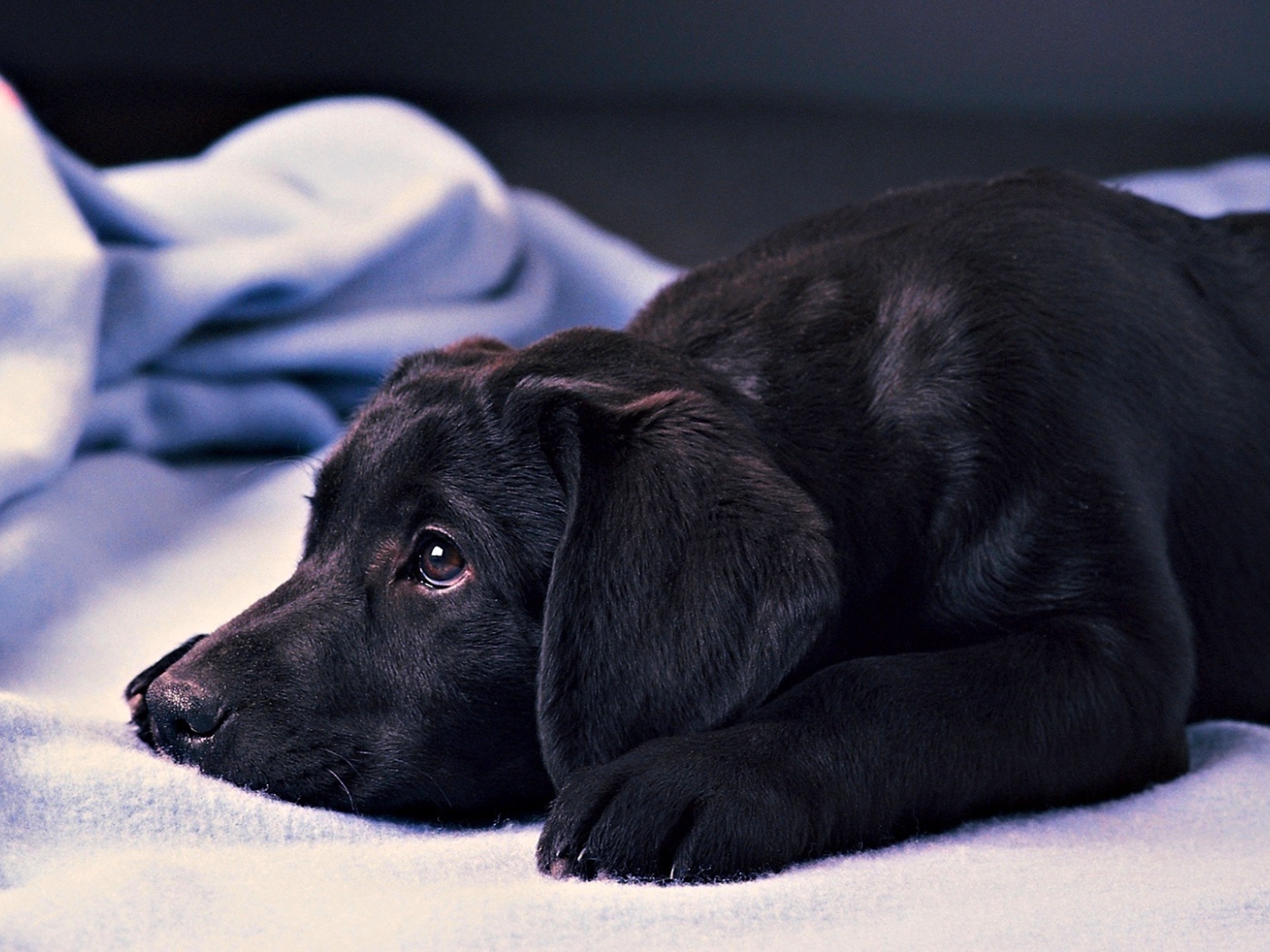 Грустный черный лабрадор