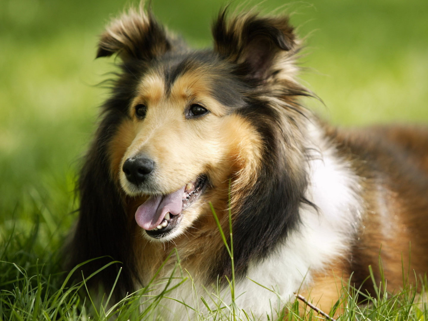 Грустный взгляд колли