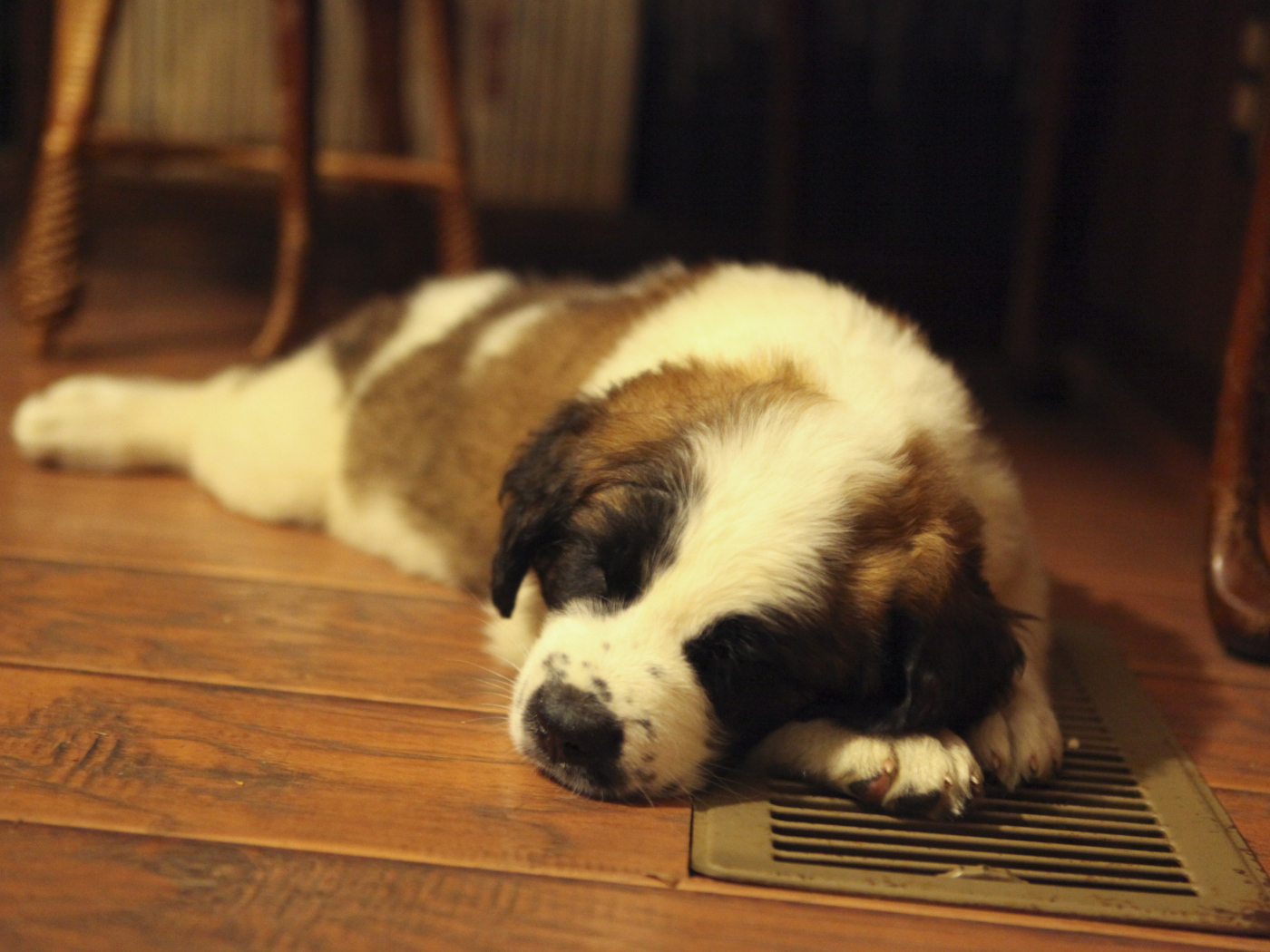 Щенок сенбернара спит