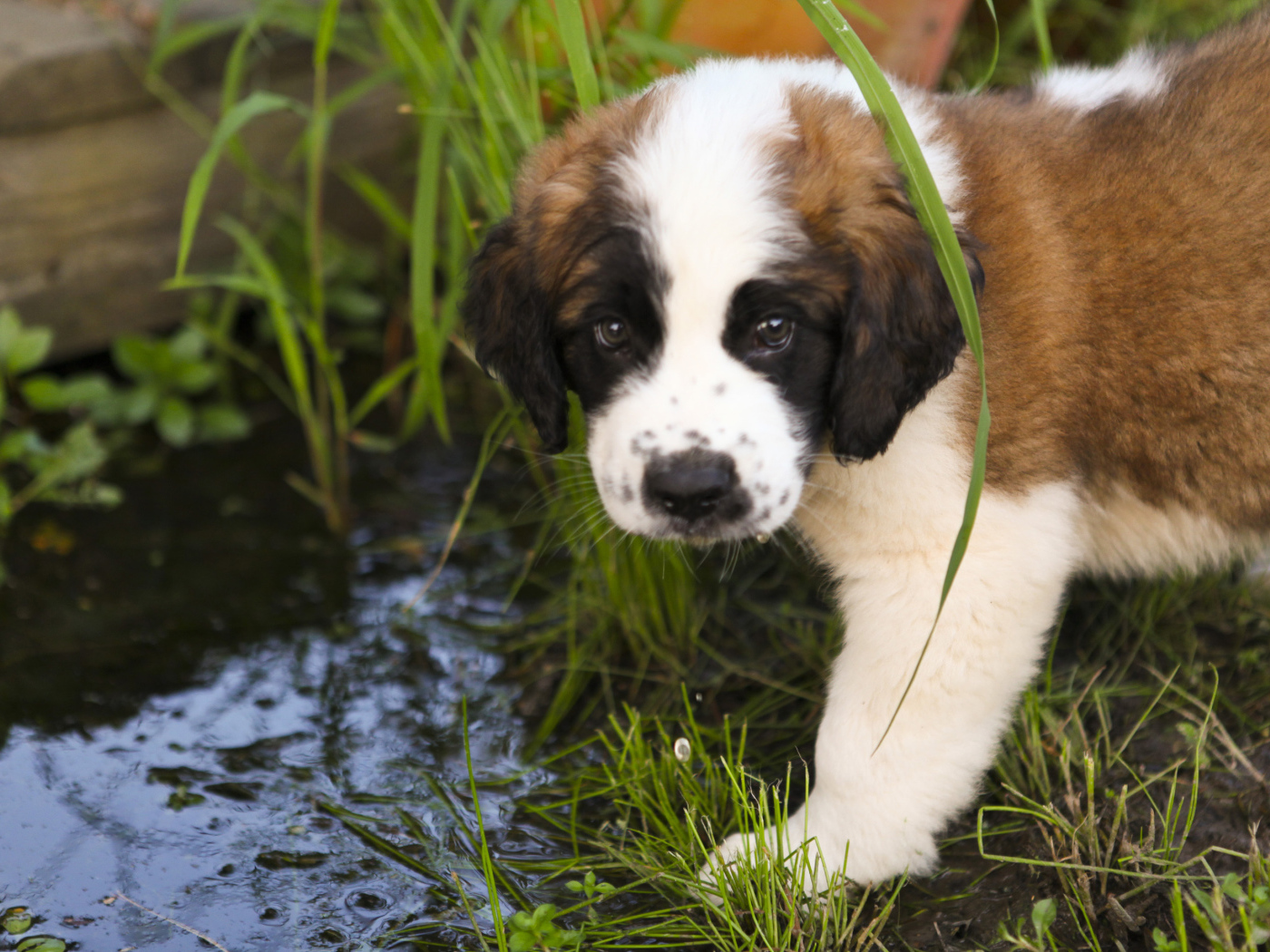 Щенок сенбернара у ручья