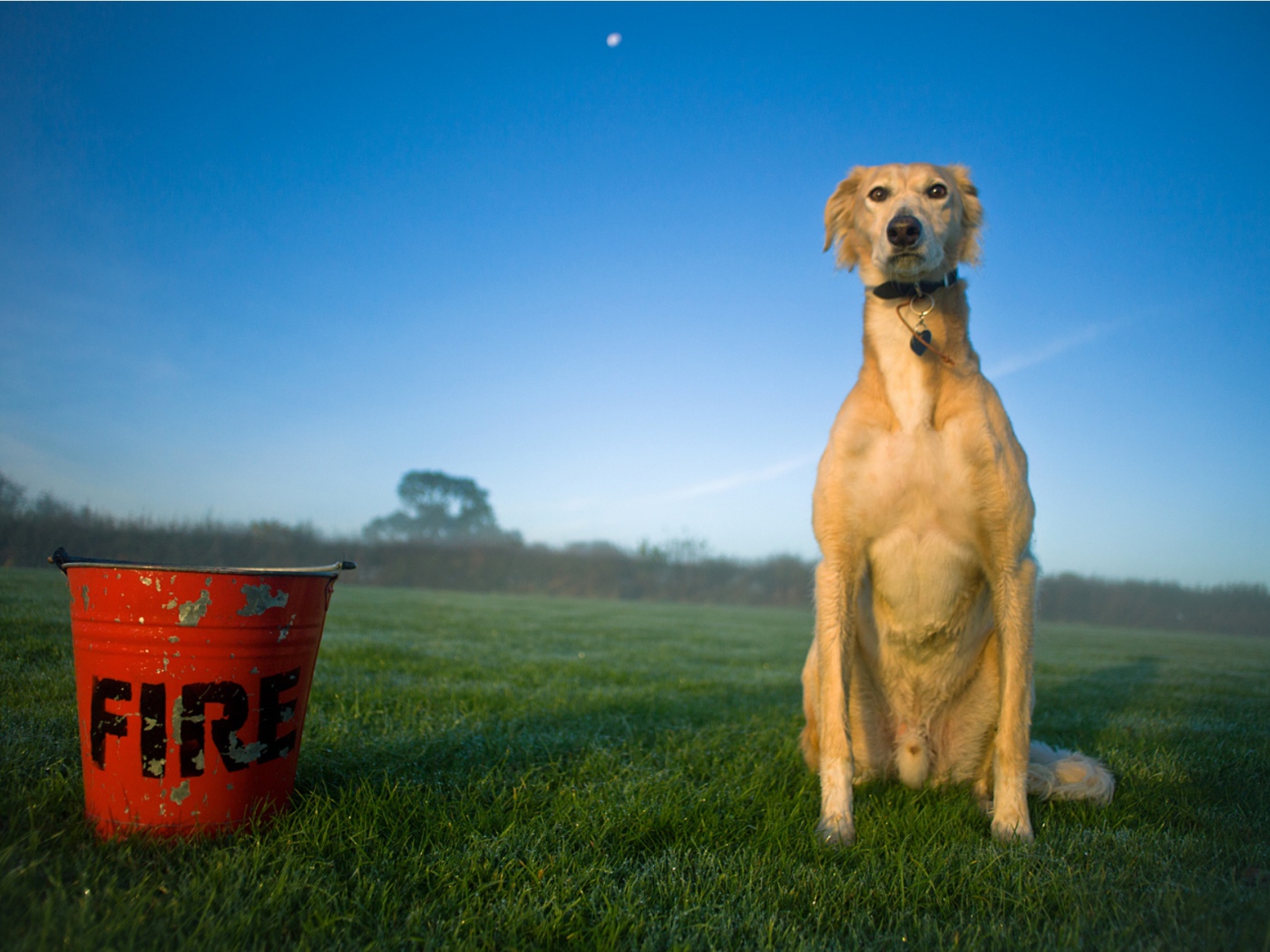 Собака салюки с пожарным ведром