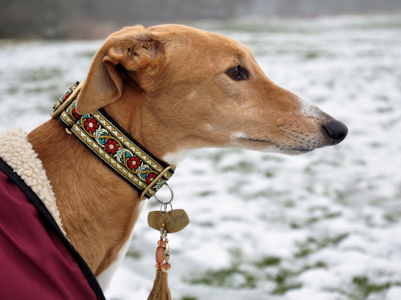 Салюки в красивом ошейнике