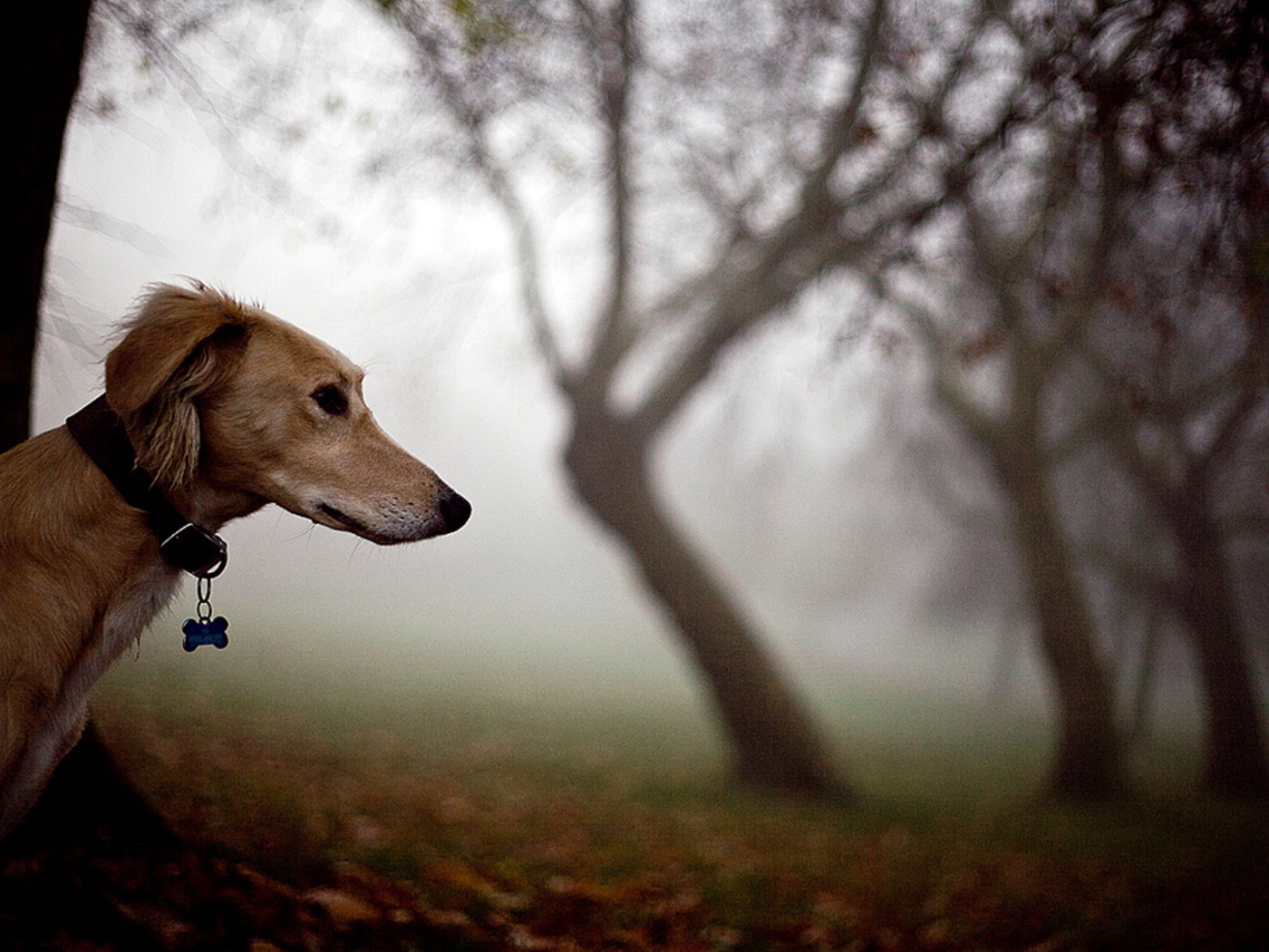 Салюки в лесу