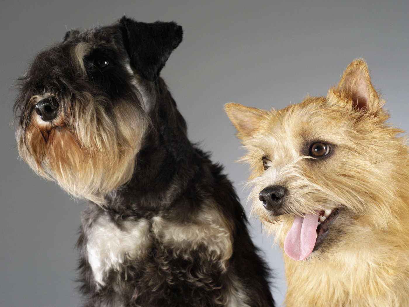 Шнауцер и терьер