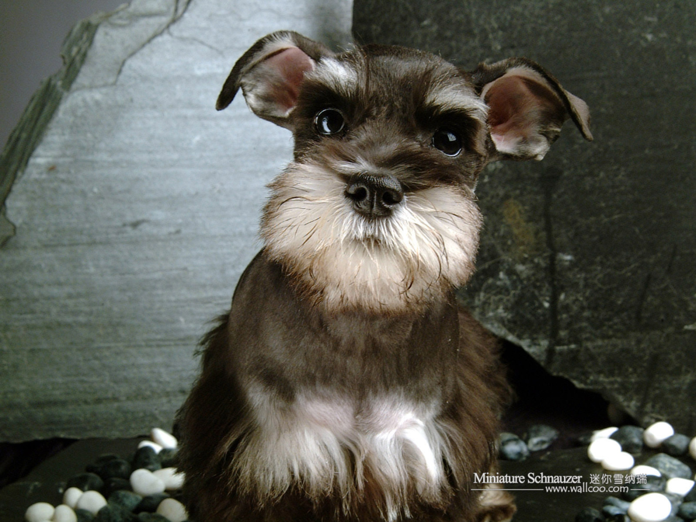 Собака шнауцер коричневого цвета