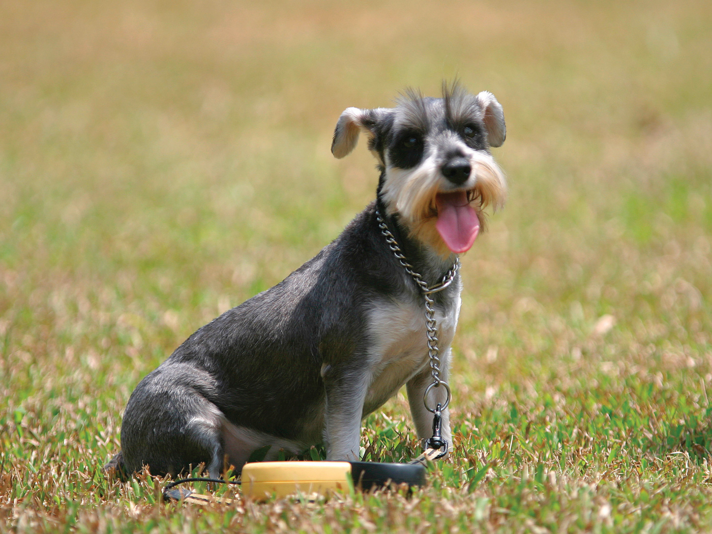 Собака шнауцер на поляне