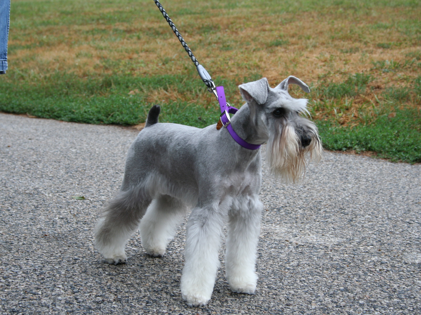 Шнауцер на прогулке