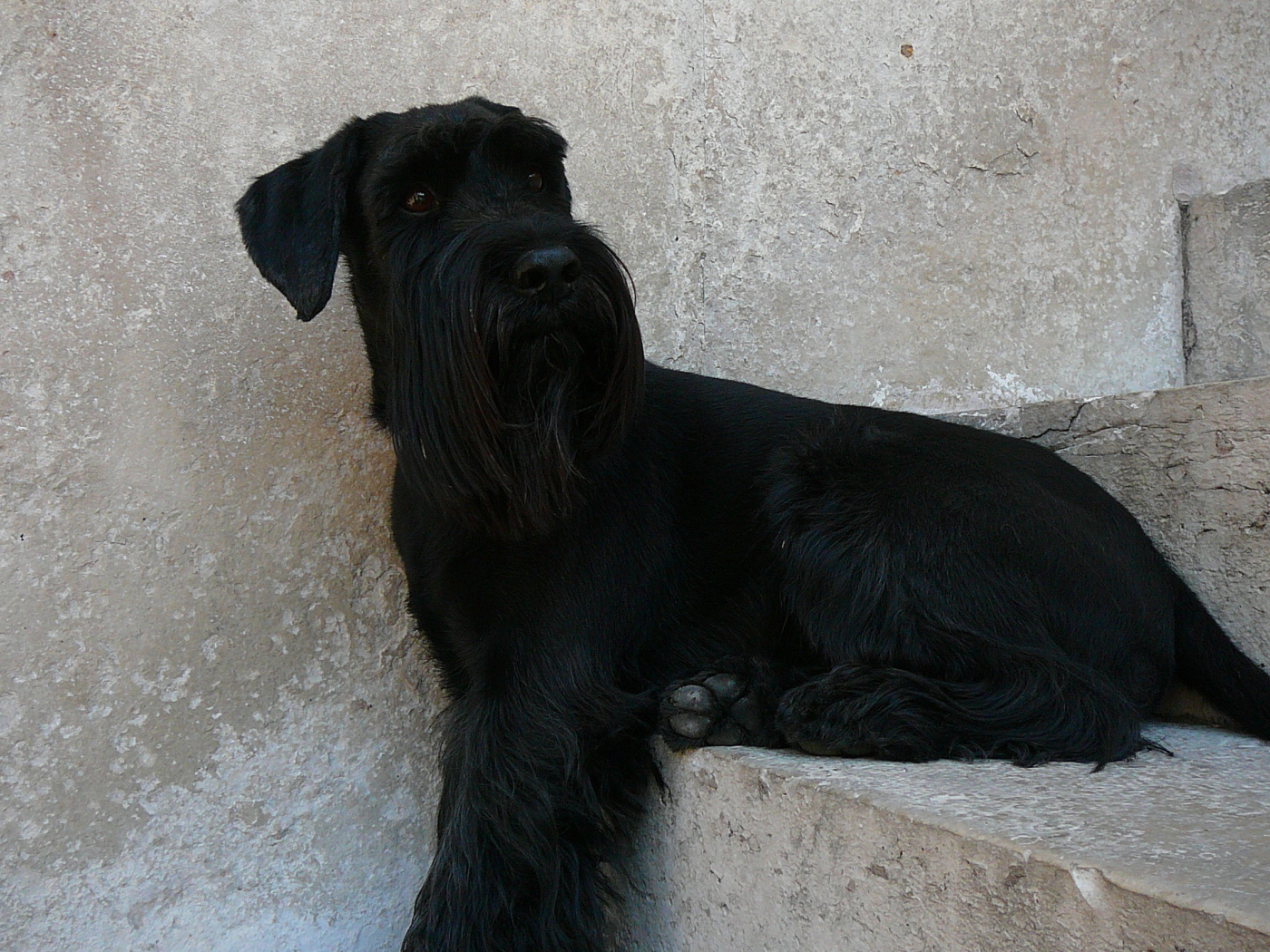 Шнауцер сидит на ступеньках