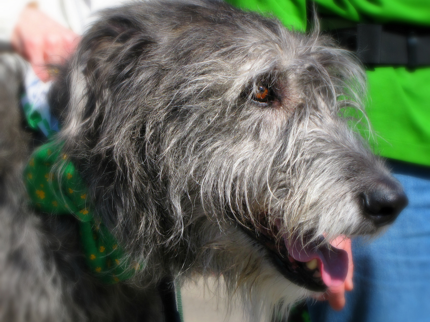 Лохматый ирландский волкодав