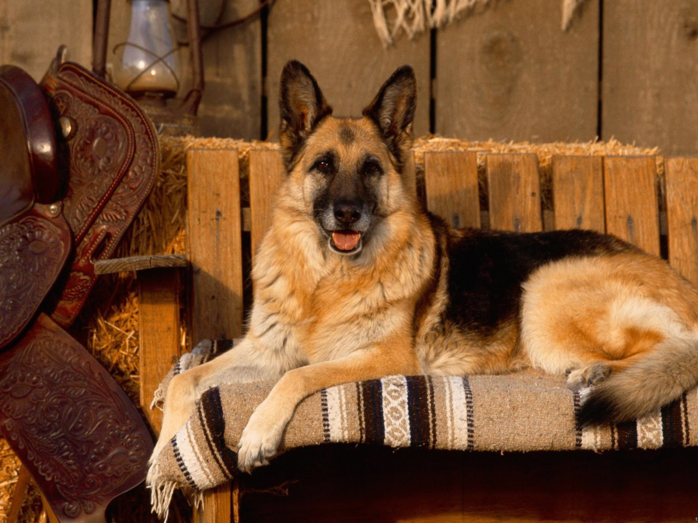 Овчарка позирует