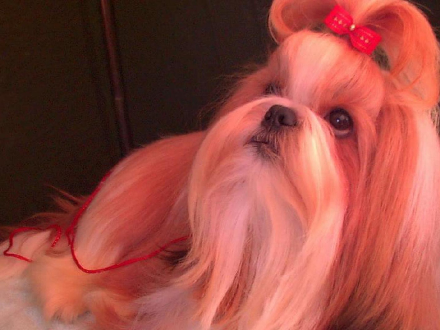 Собака шитцу с бантом