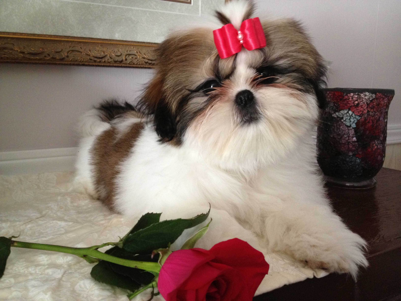 Собака шитцу с розой