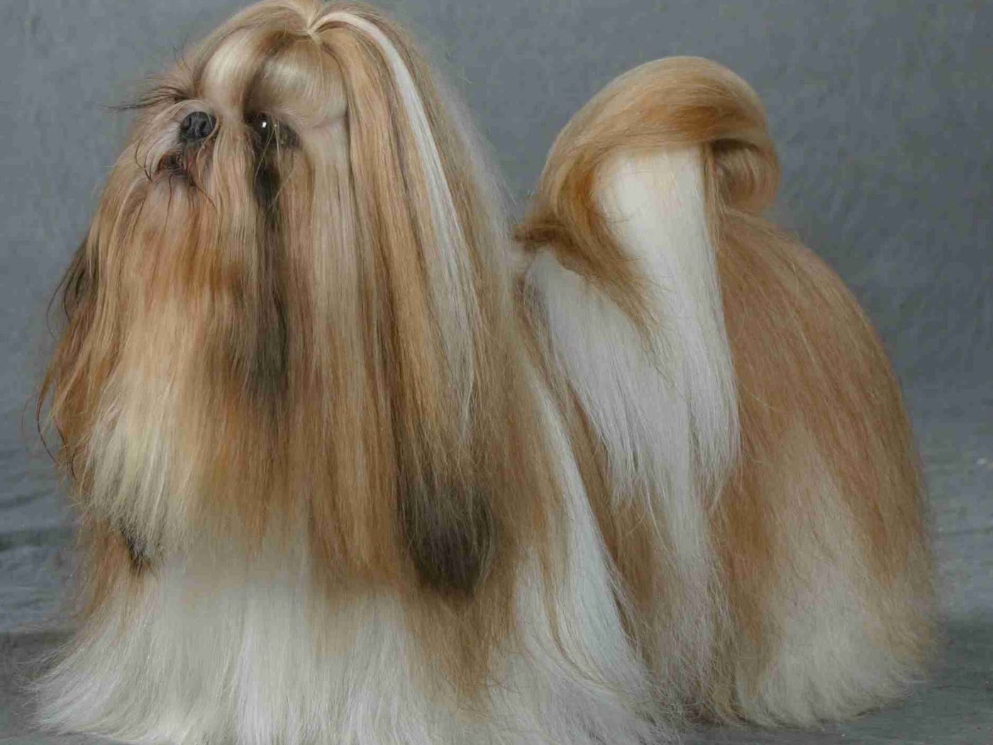 Шитцу на поводке