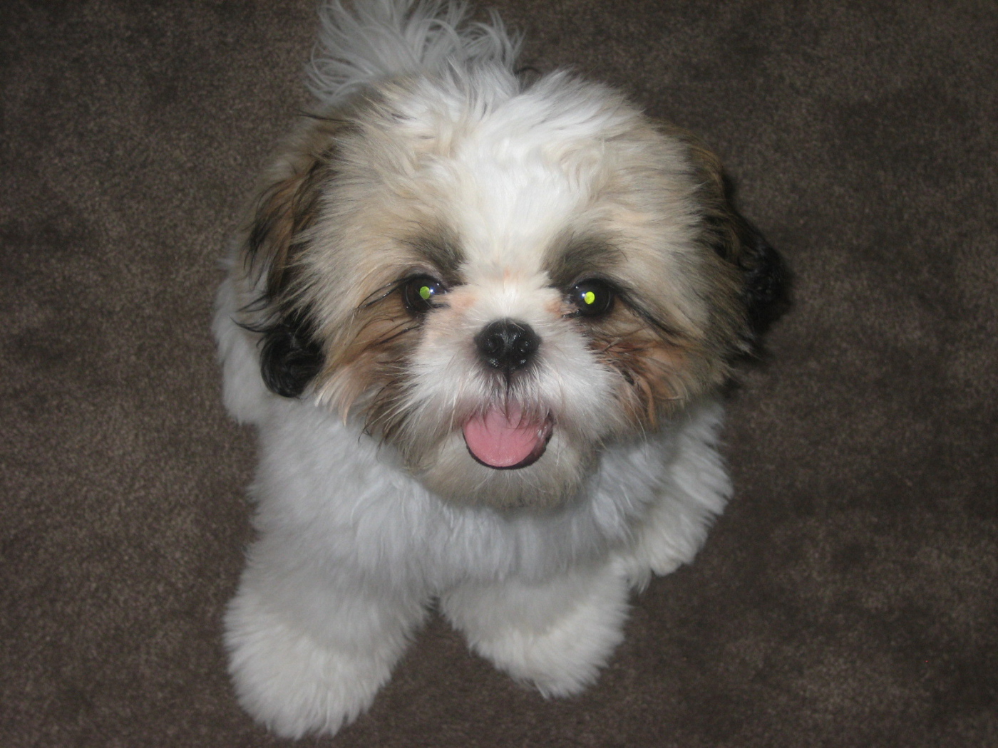 Шитцу с горящими глазами