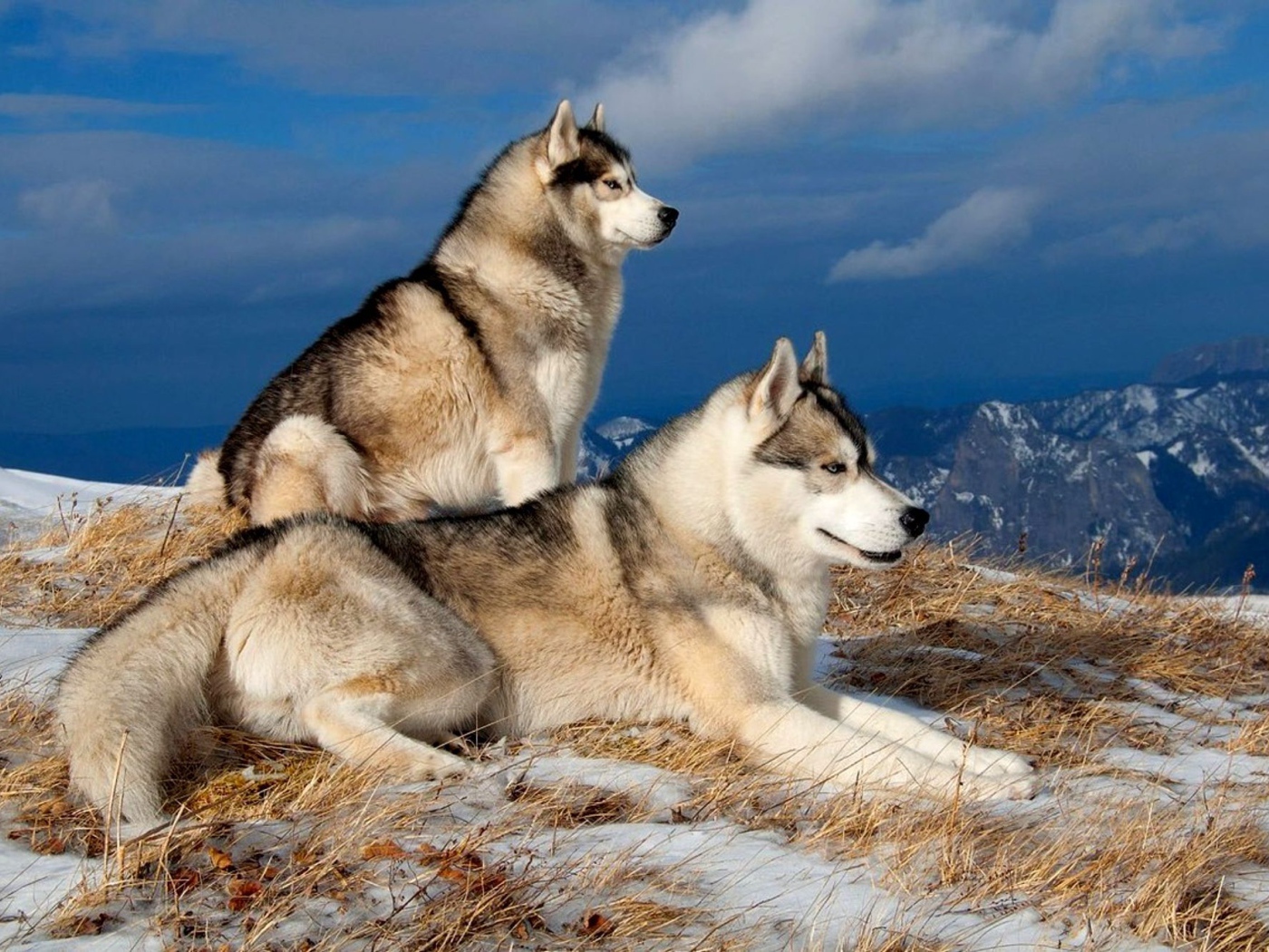 Сибирские лайки в горах
