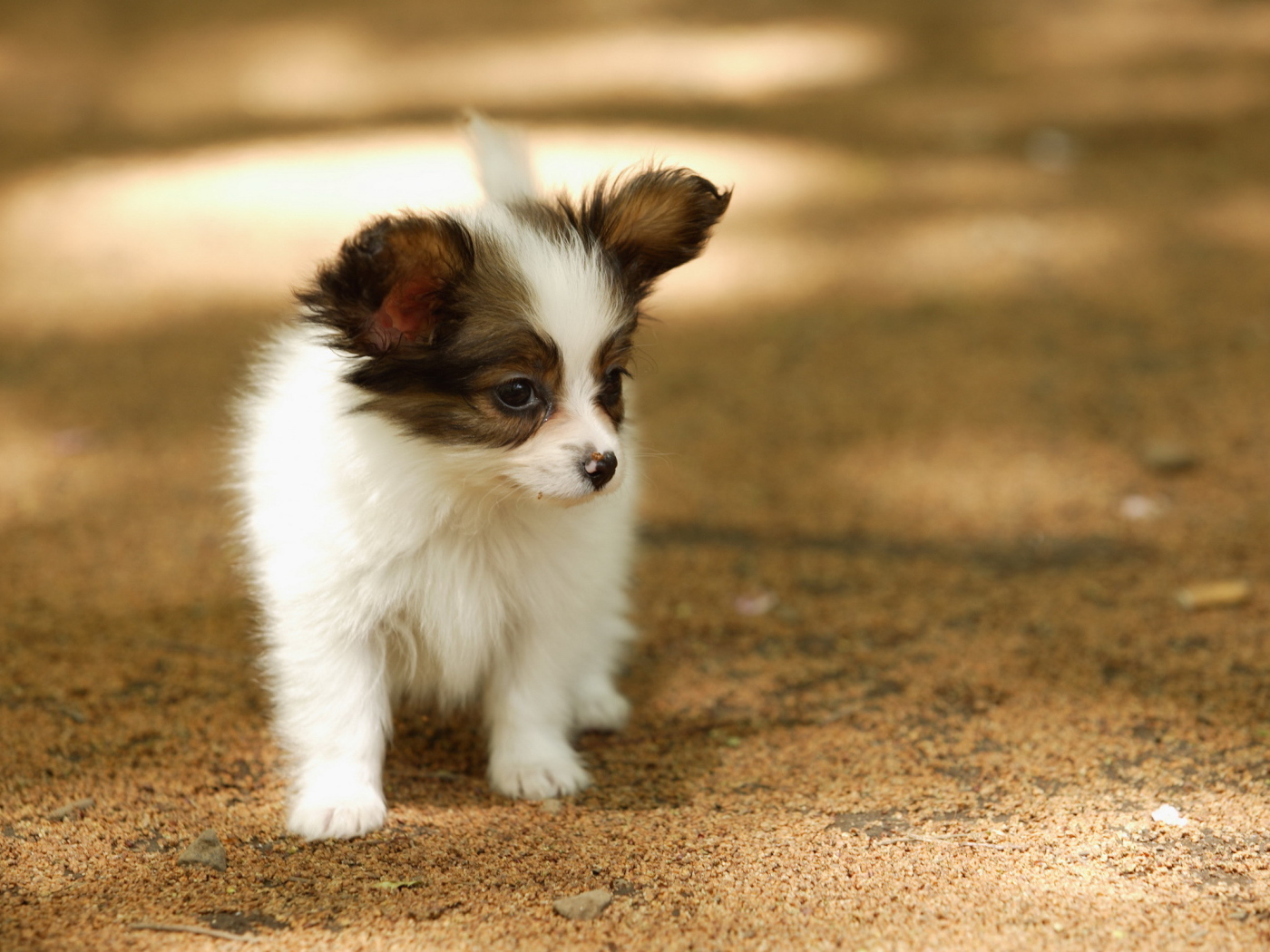 Маленький папильон гуляет