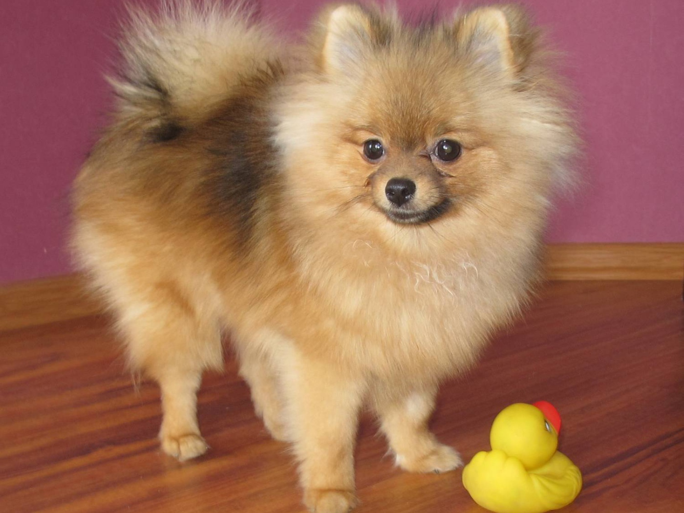 Маленький шпиц с игрушкой