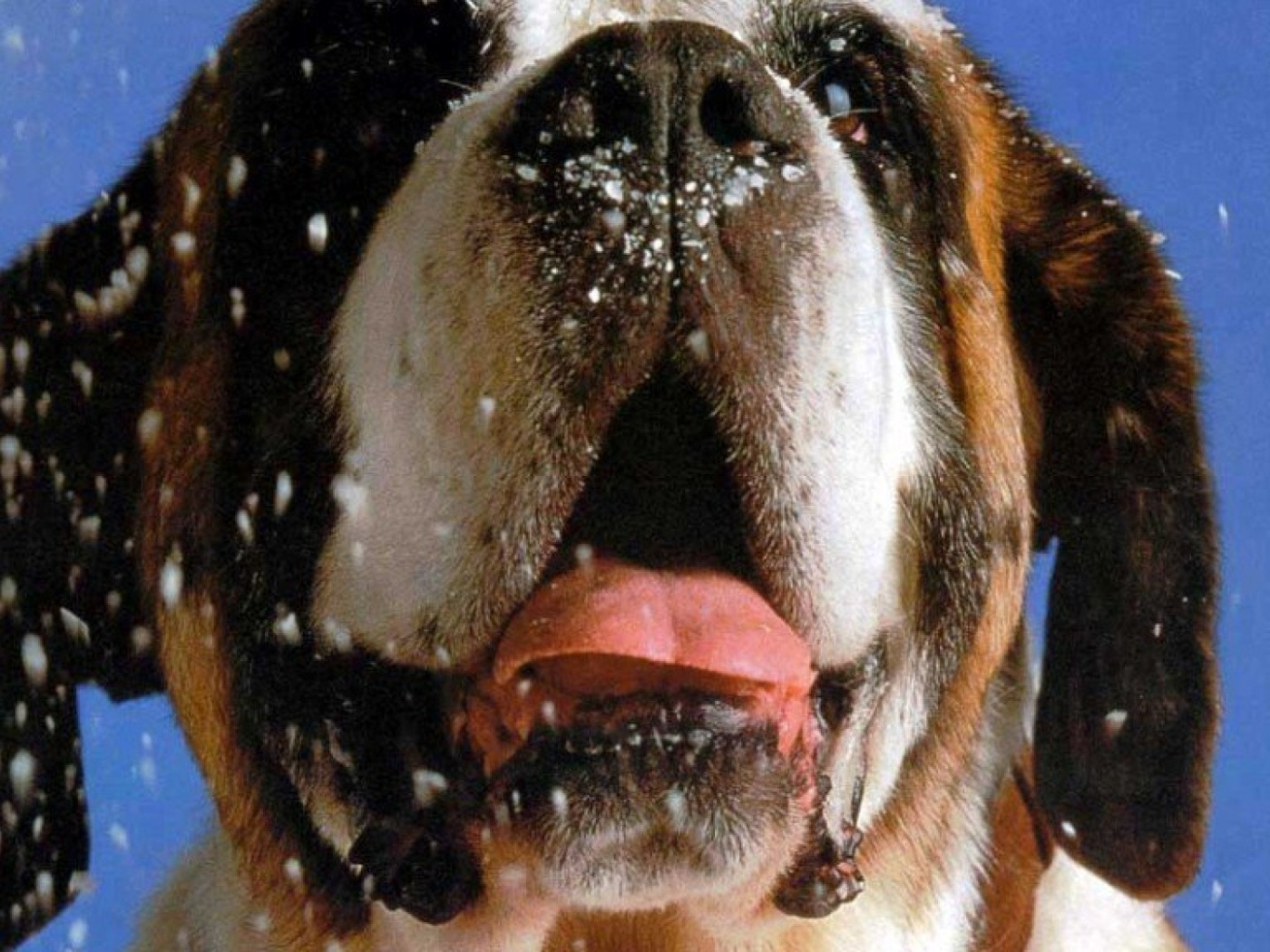 Снег на морде сенбернара