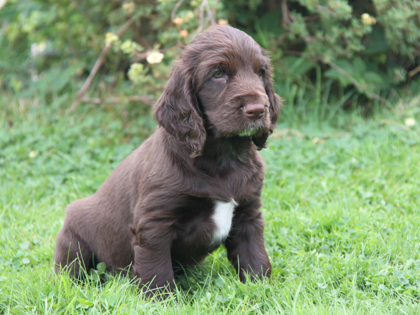 Щенок спаниель в поле