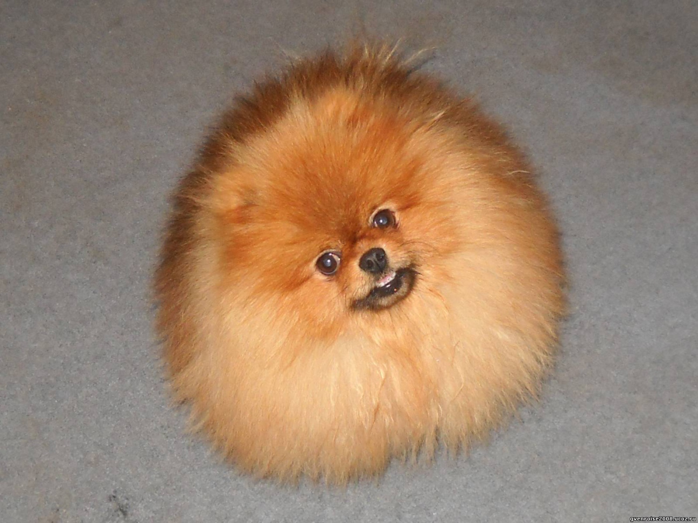 Шпиц пушистое облако