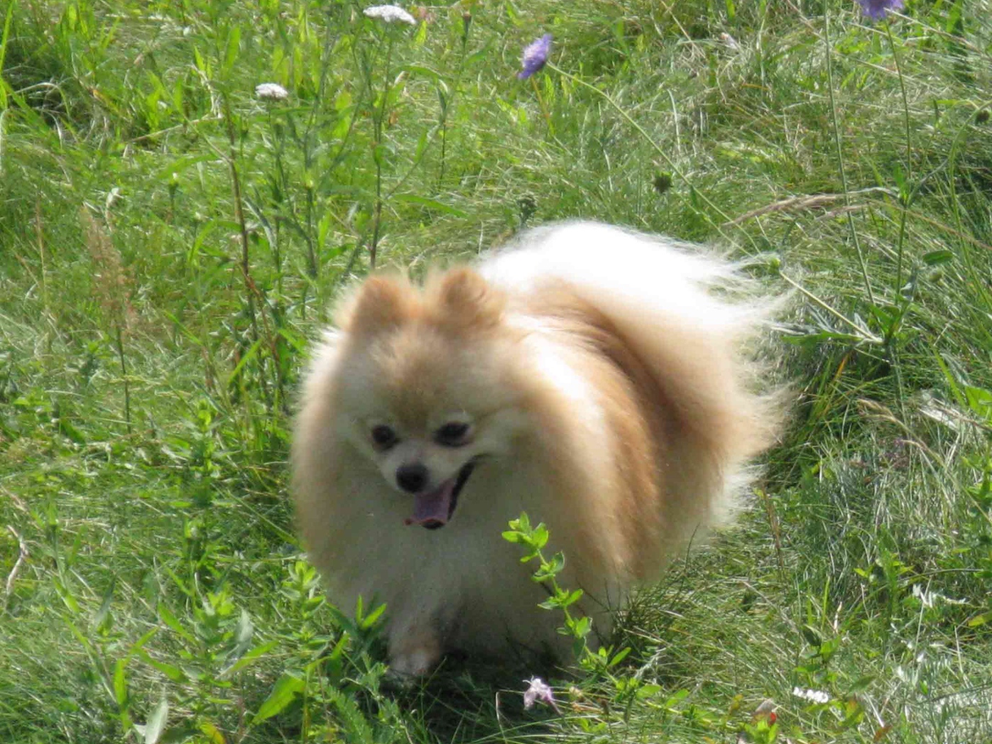 Шпиц бежит по лугу