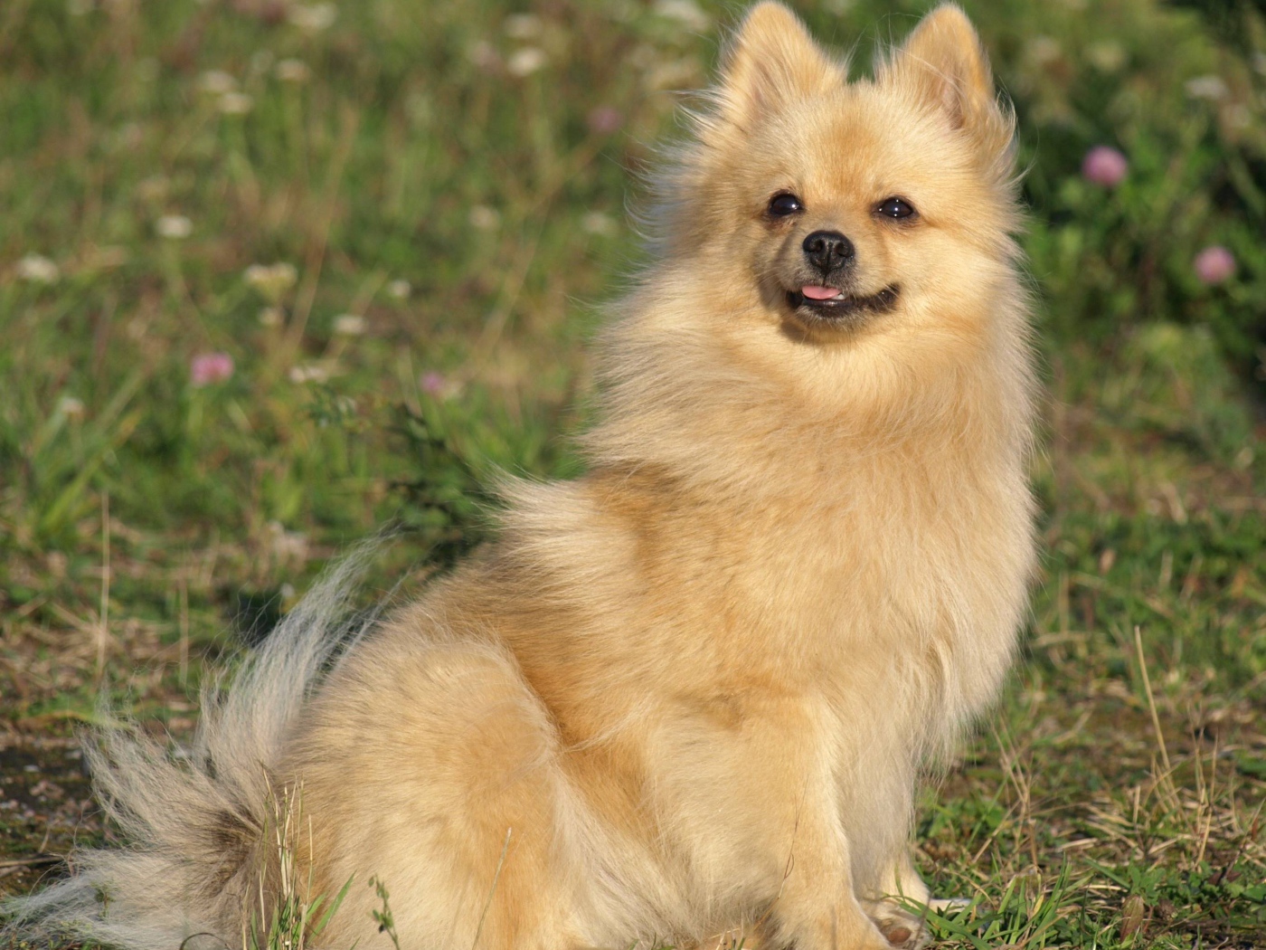 Шпиц на прогулке