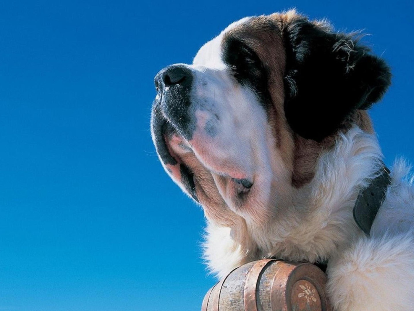 Сенбернар на фоне неба