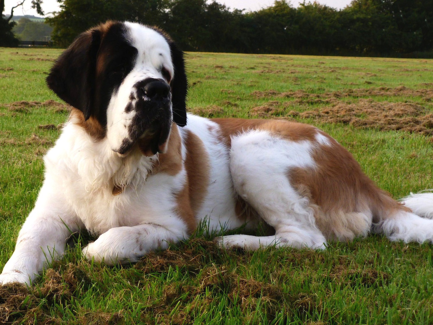 Сенбернар отдыхает на газоне