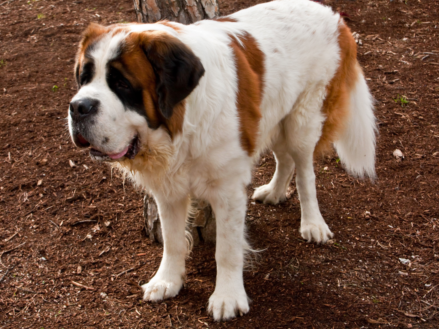Сенбернар на земле