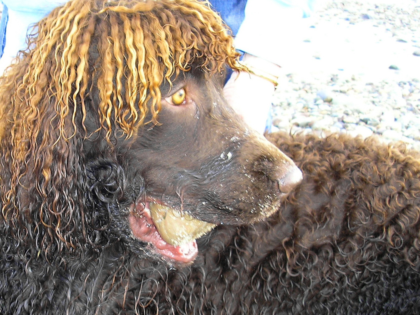 Удивленный ирландский водяной спаниель