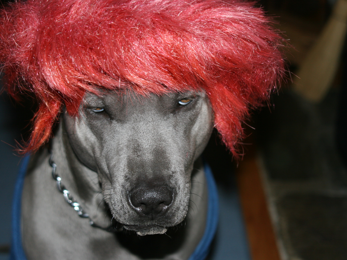 Тайский риджбек в парике