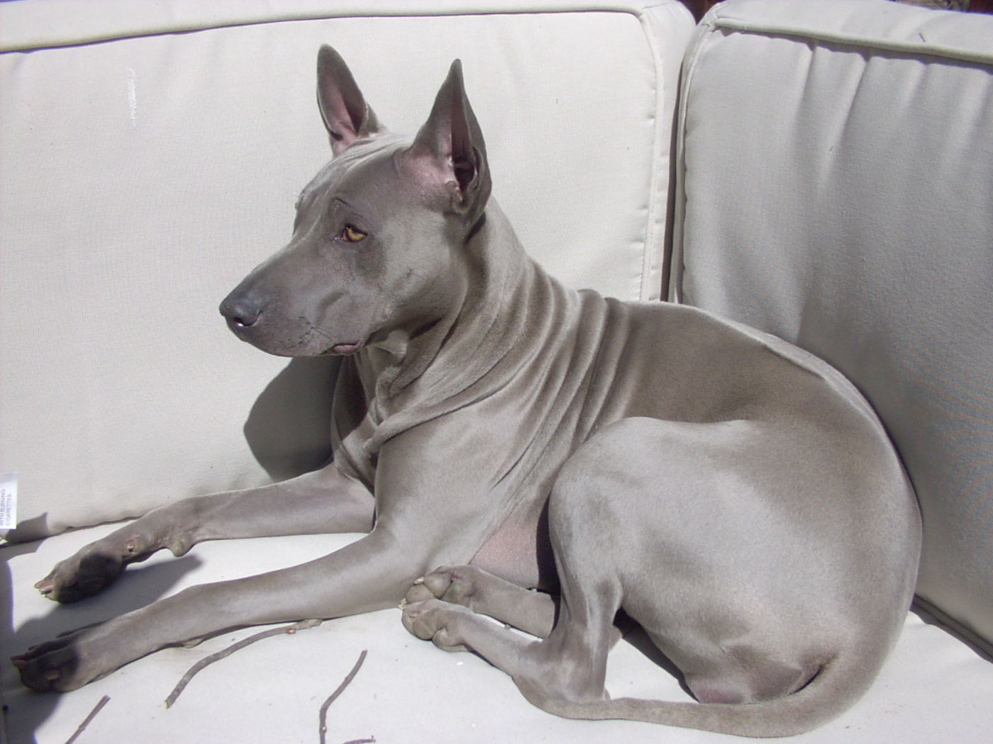 Тайский риджбек на диване