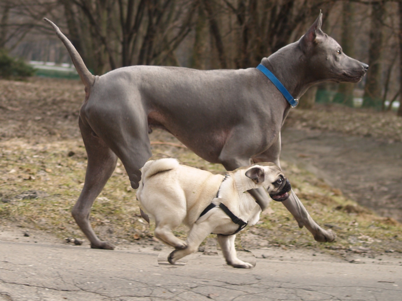 Тайский риджбек наперегонки с мопсом