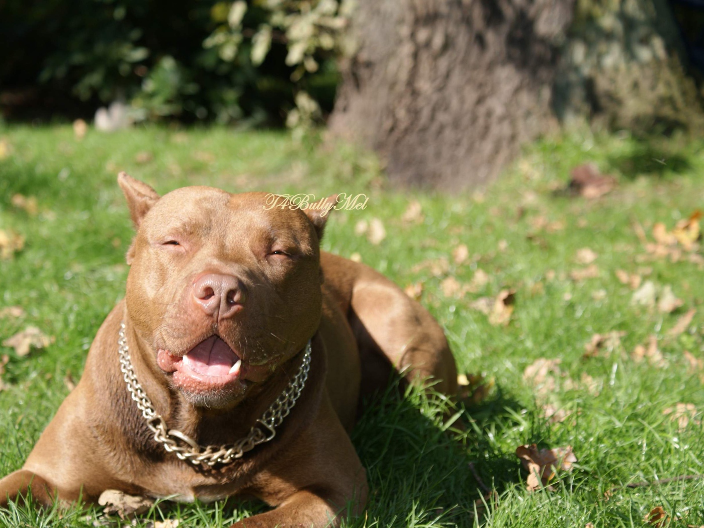 Питбуль лежит на траве