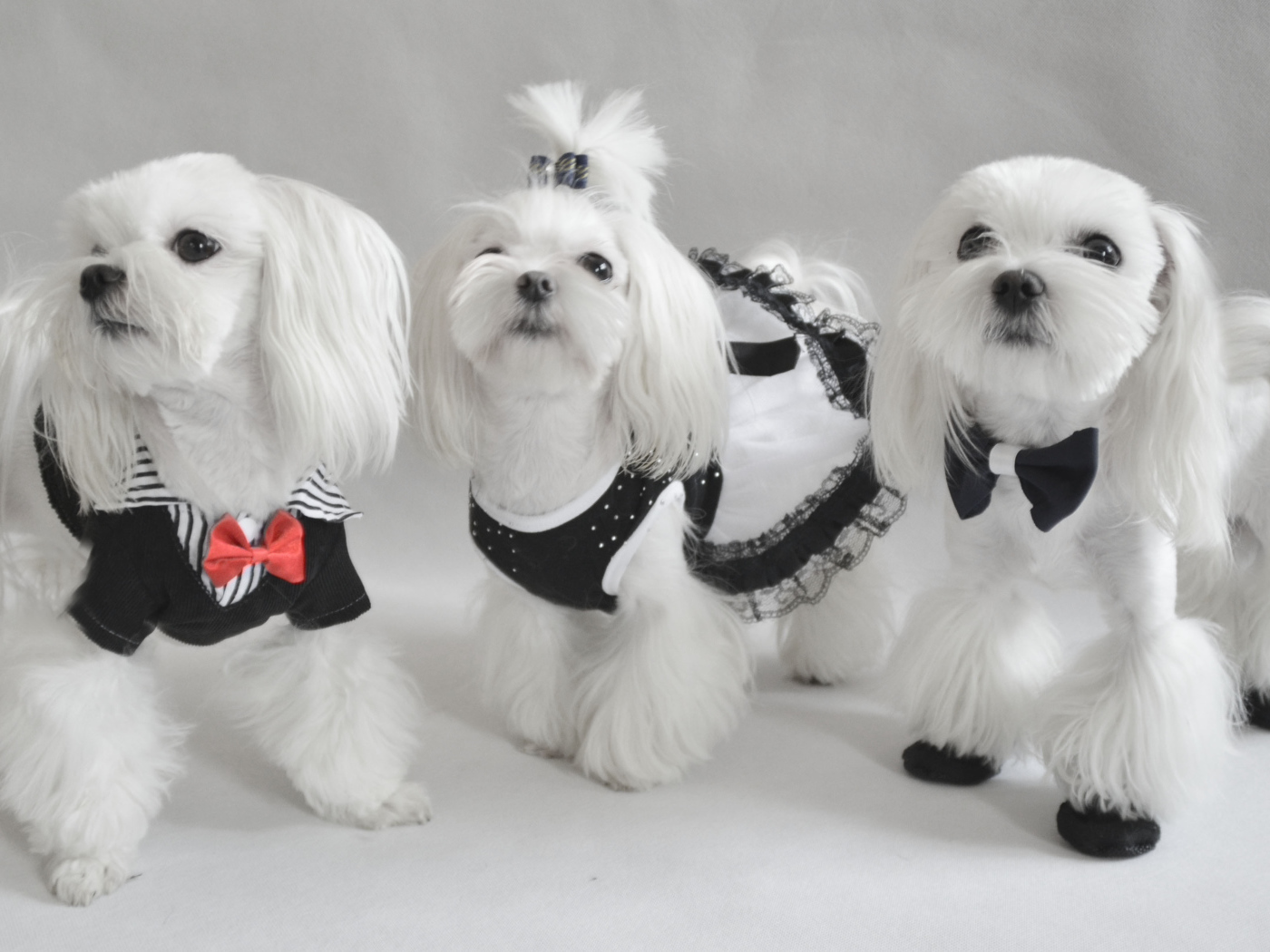 Три мушкетера болонки