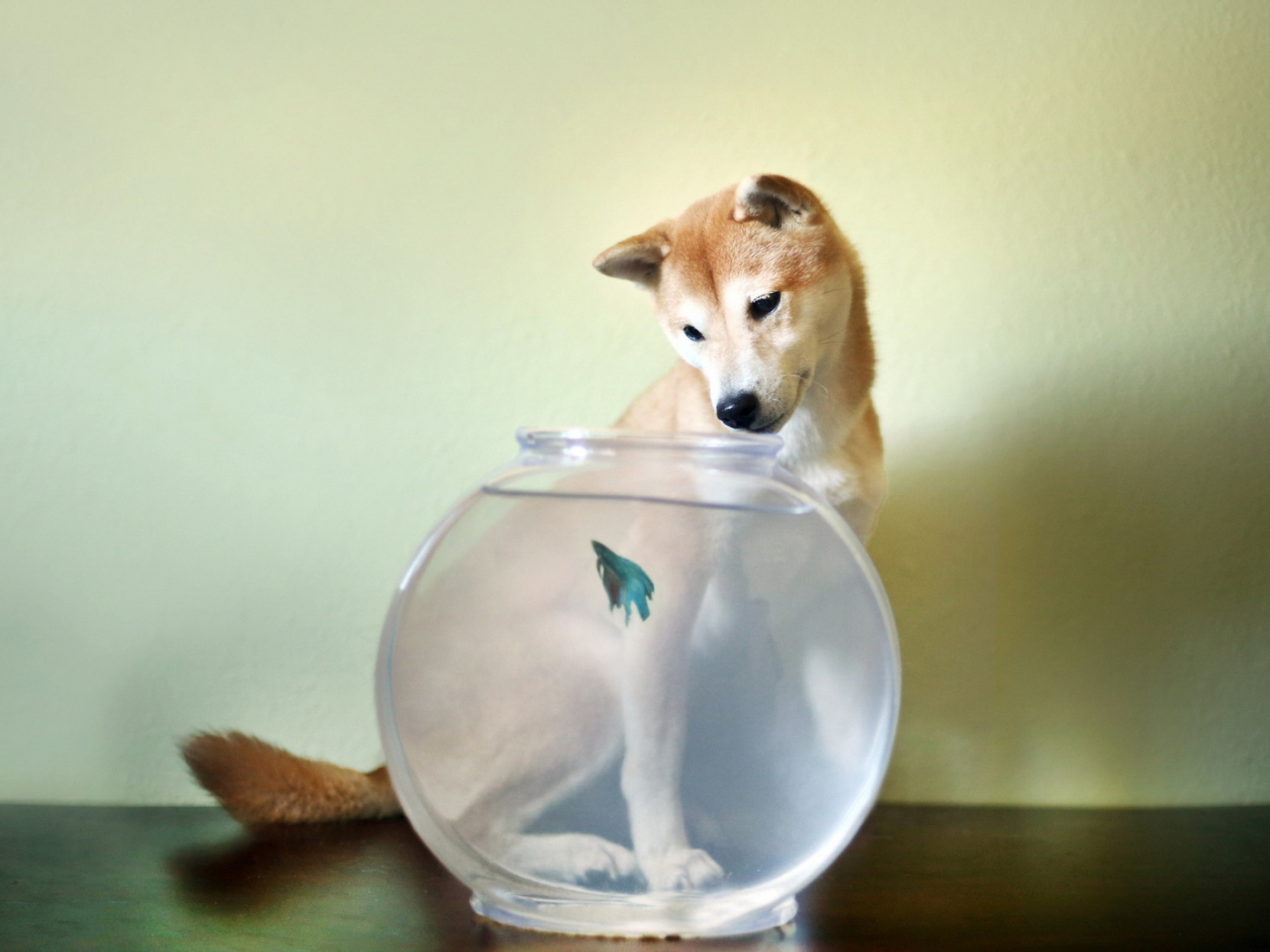 Собака смотрит на рыбу