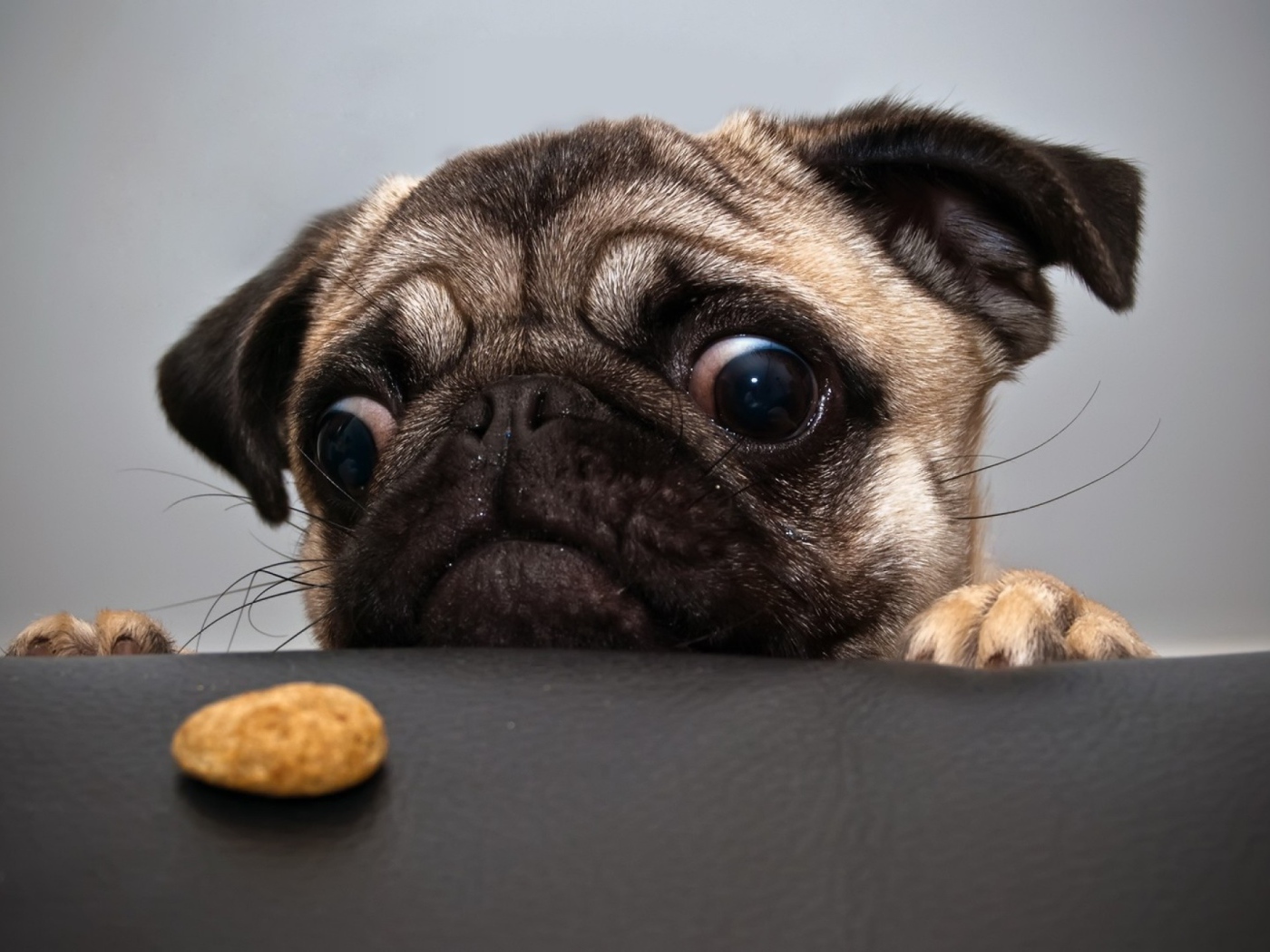Собака смотрит на еду