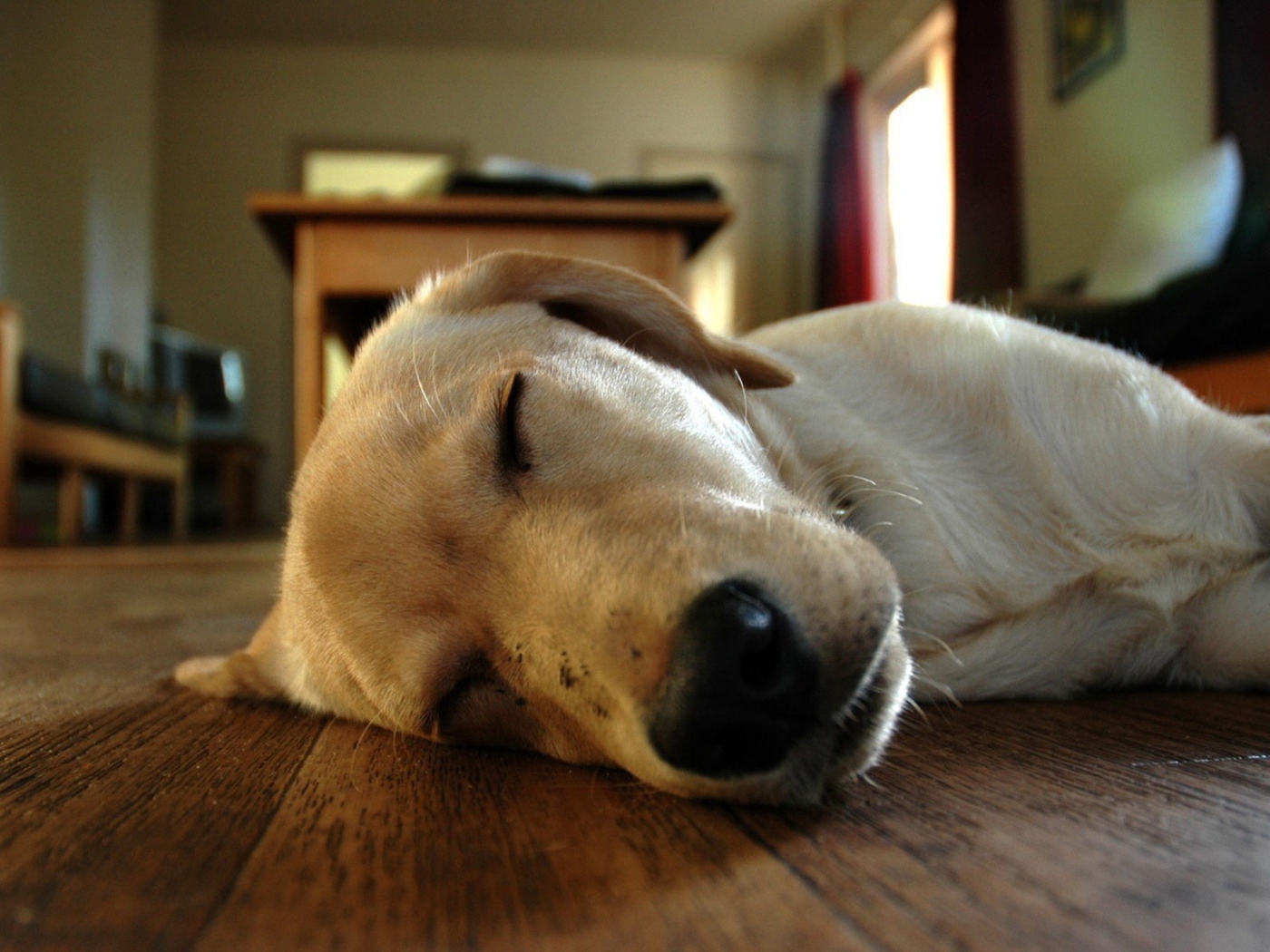 Собака спит на полу