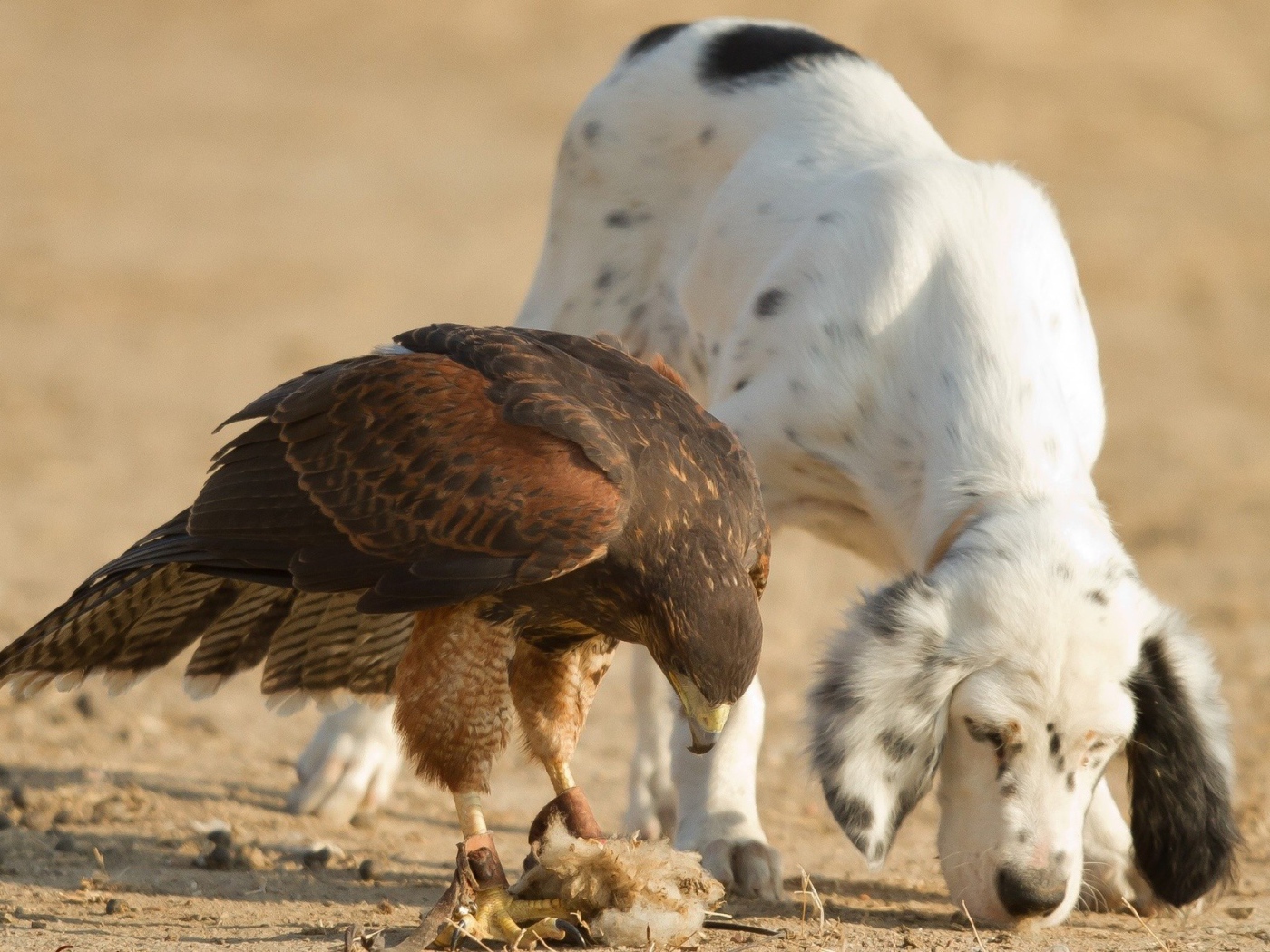 Собака тоже хочет кушать