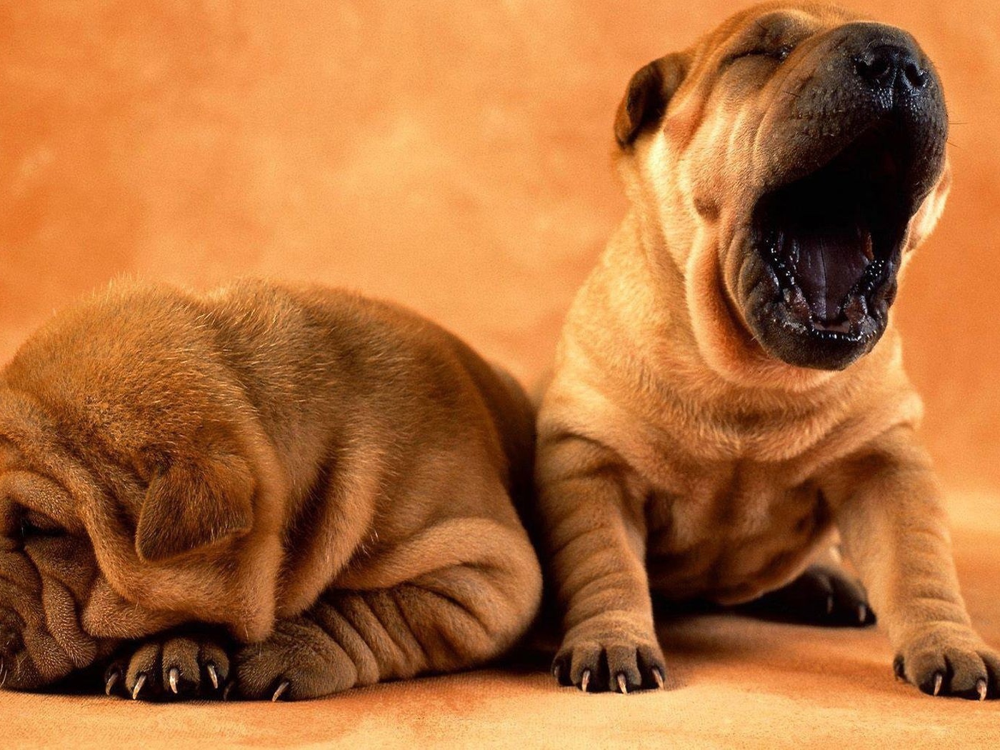 Собака хочет спать