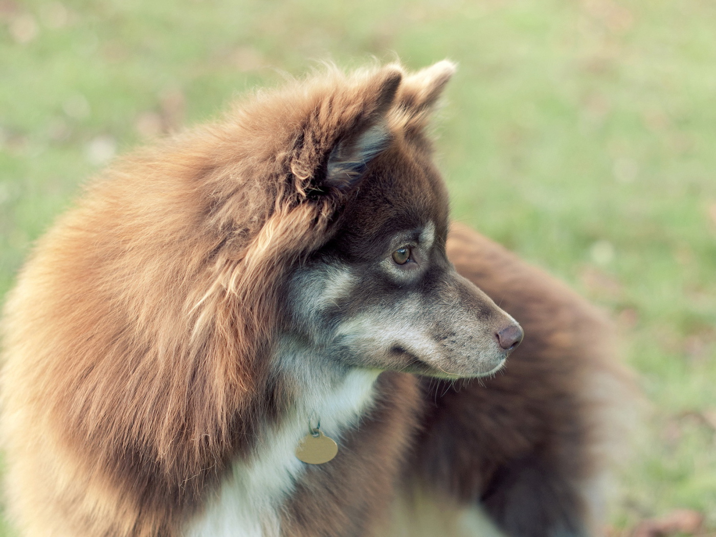 Собака с жетоном