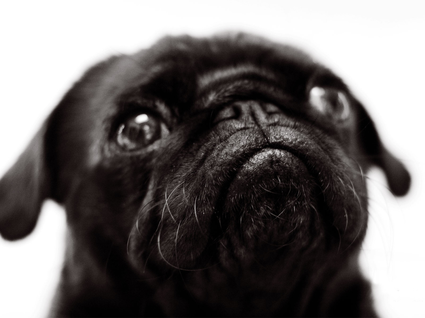 Морда черной собаки