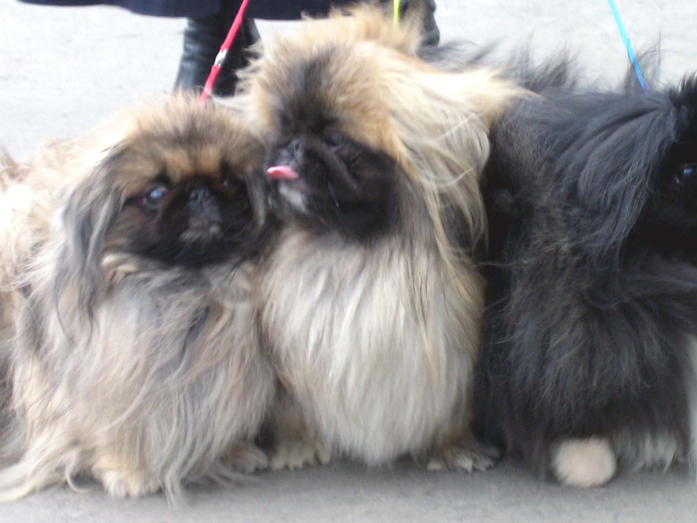 Три пекинеса на прогулке